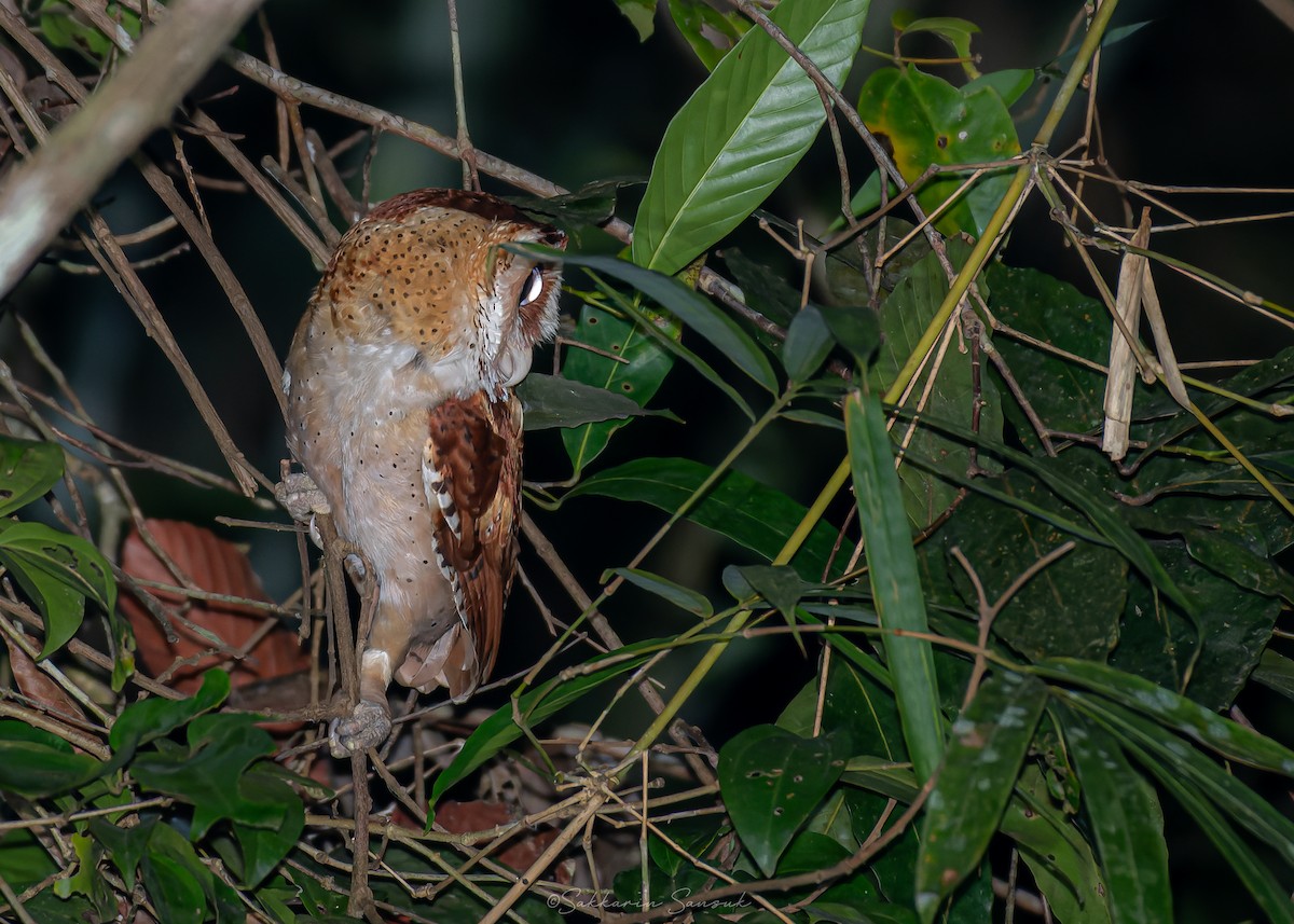 sova klínočelá - ML647110270