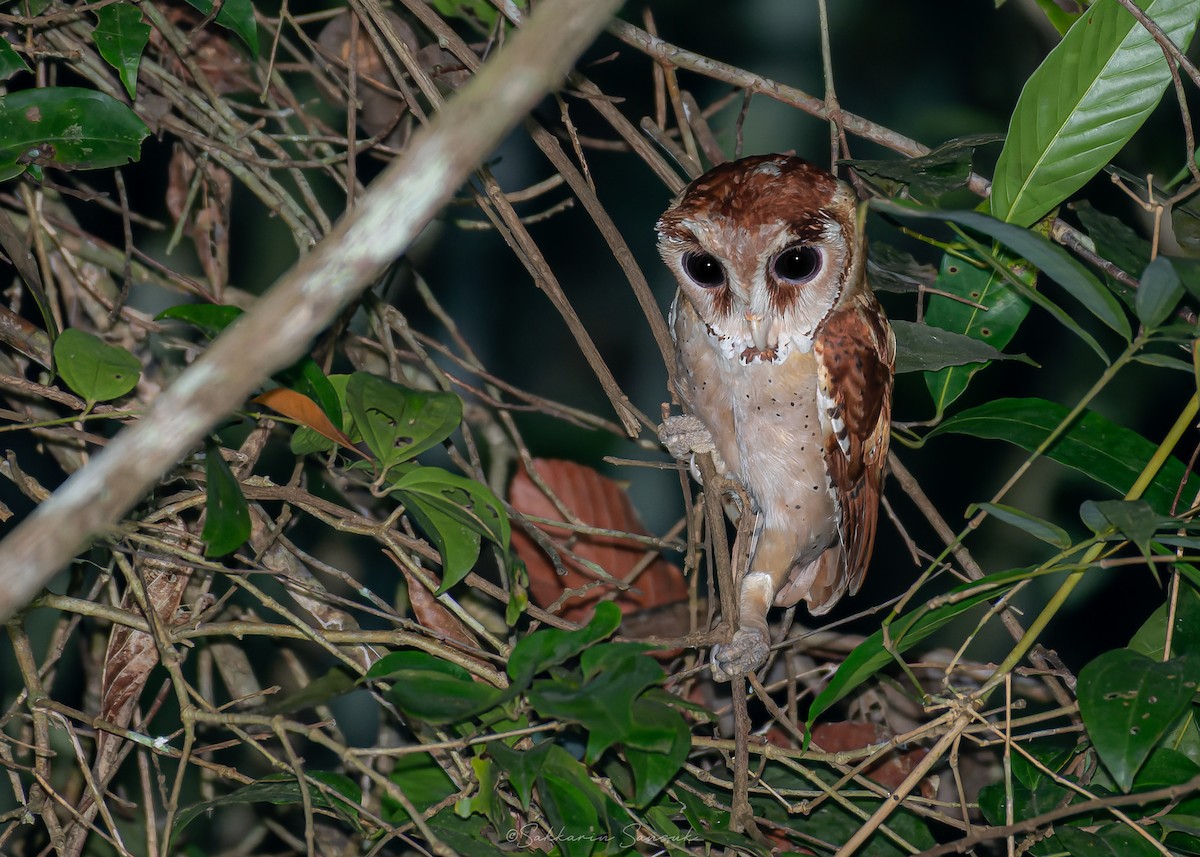 sova klínočelá - ML647110271