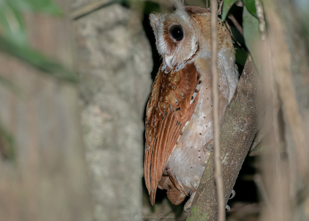 sova klínočelá - ML647110273