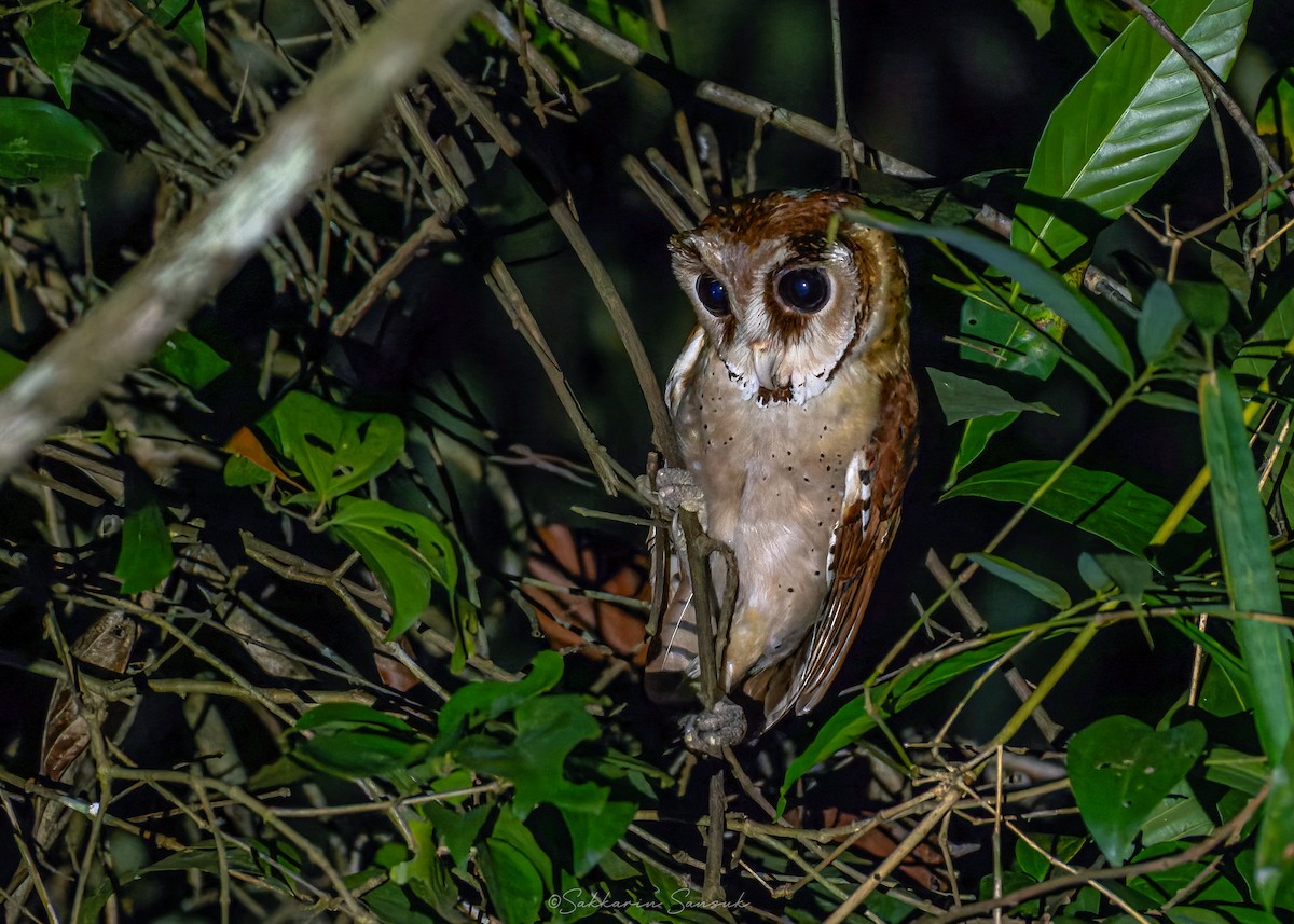 sova klínočelá - ML647110274