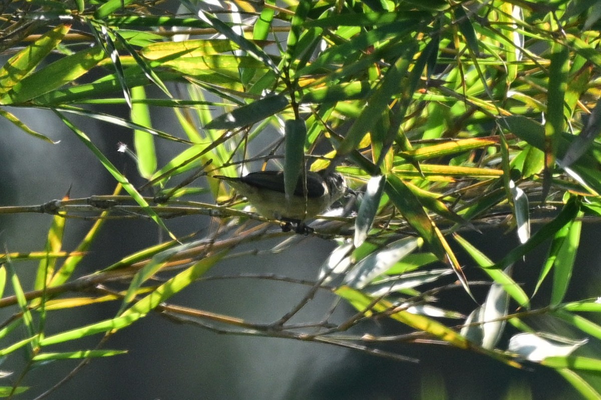 Pachyglossa/Dicaeum sp. - ML647110276