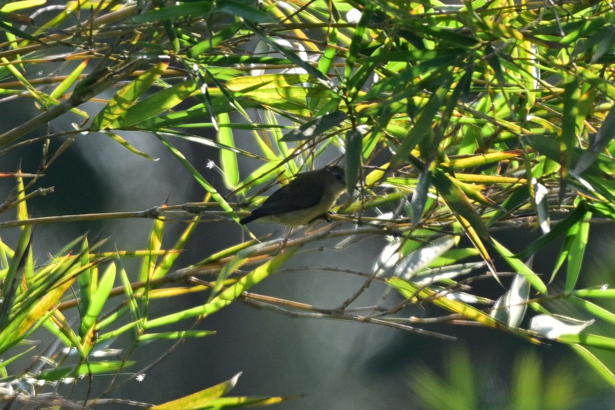 Pachyglossa/Dicaeum sp. - ML647110277