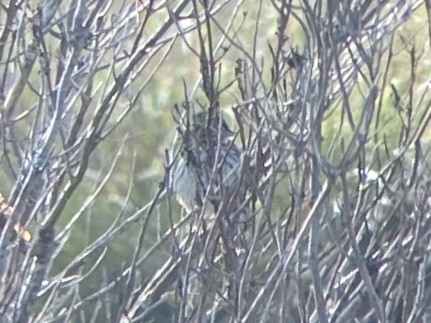 Пасовник савановий - ML647110288