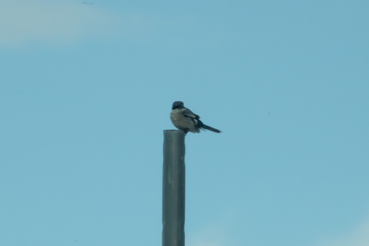 Pie-grièche migratrice - ML647110300