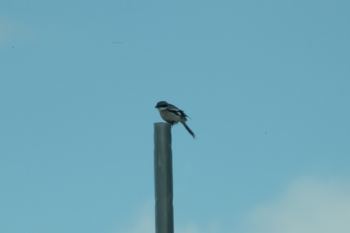 Pie-grièche migratrice - ML647110301