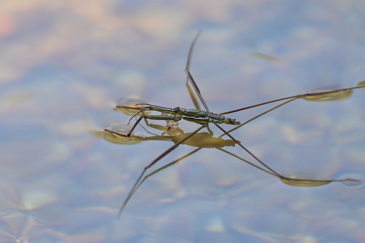 Animals - ML647110302