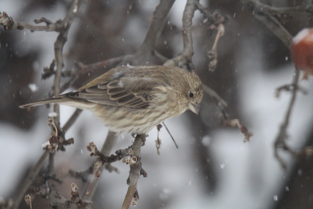 House Finch - ML647110303