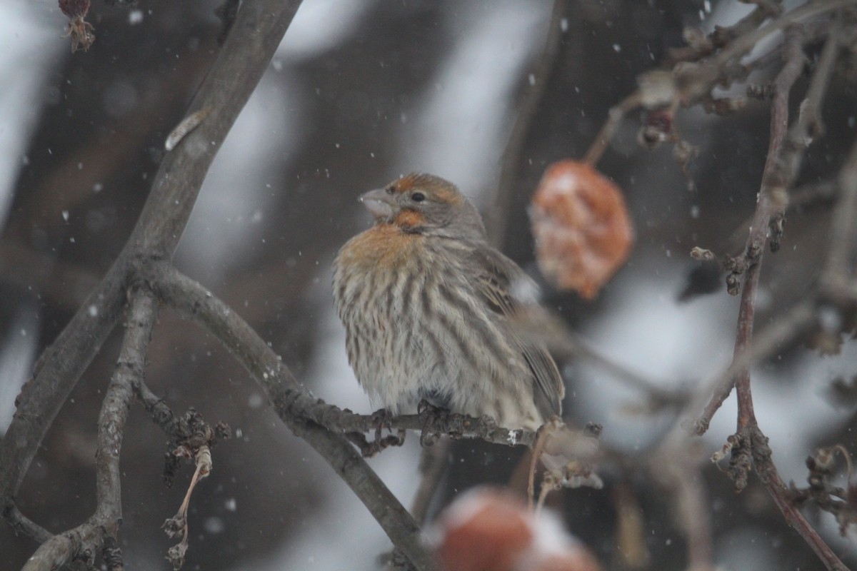 House Finch - ML647110304