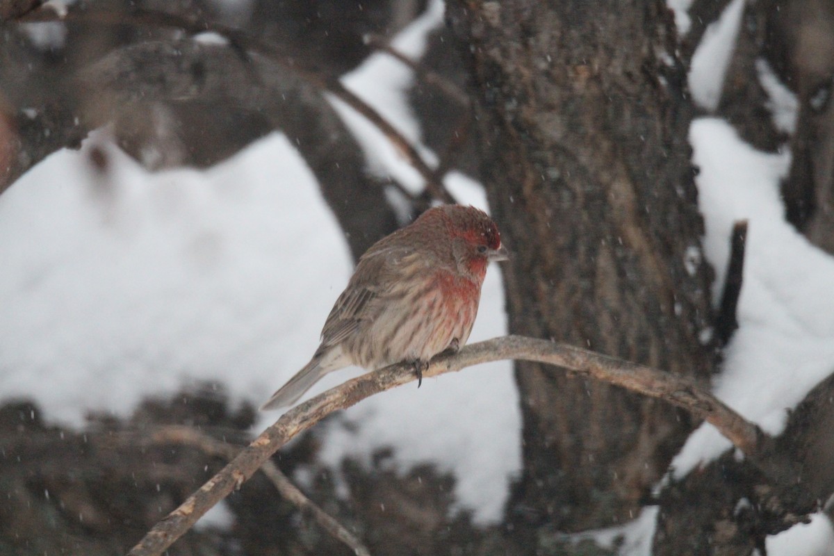 House Finch - ML647110305