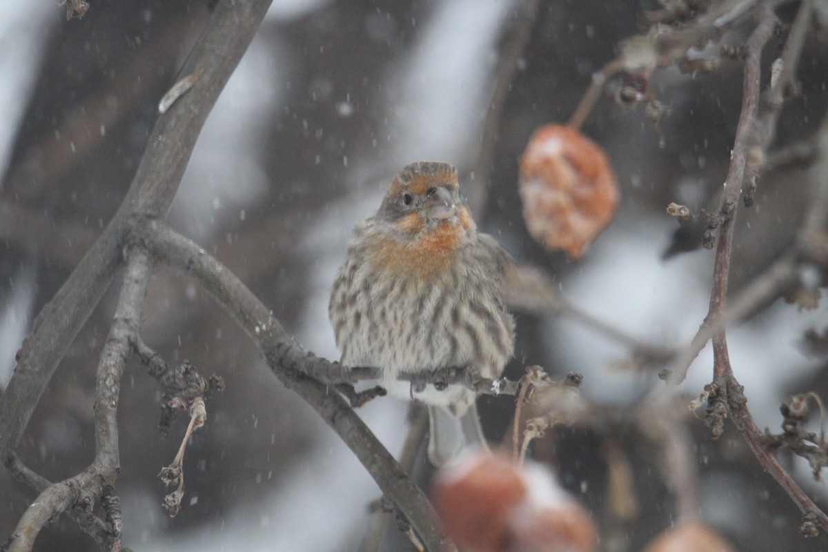 House Finch - ML647110306