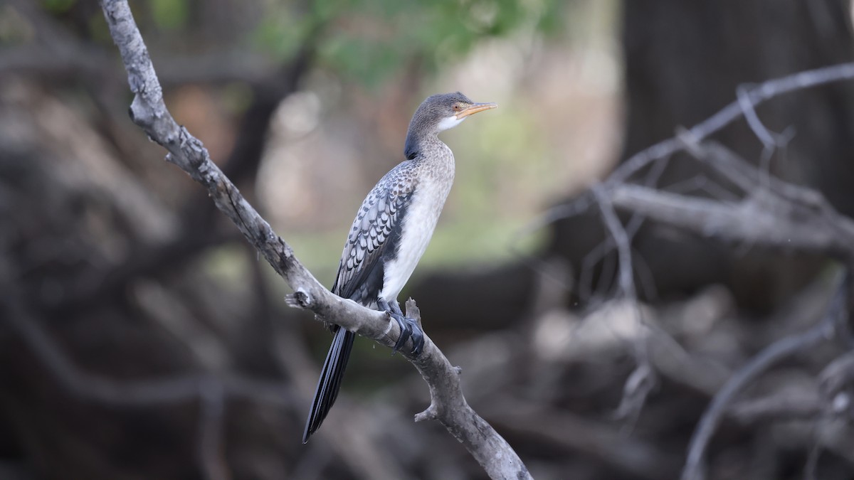 kormorán dlouhoocasý - ML647110343