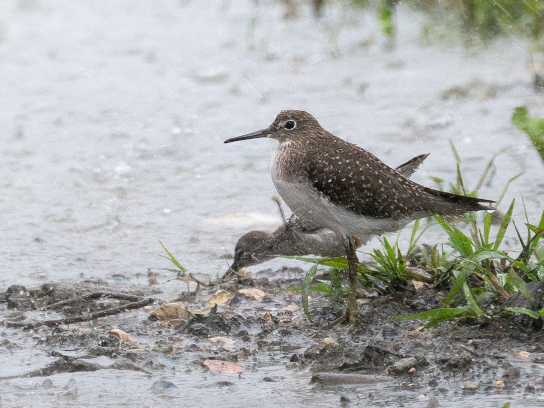 Solitary Sandpiper - ML647110347