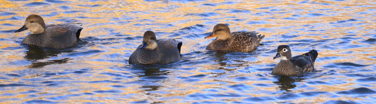 kopřivka obecná - ML647110348
