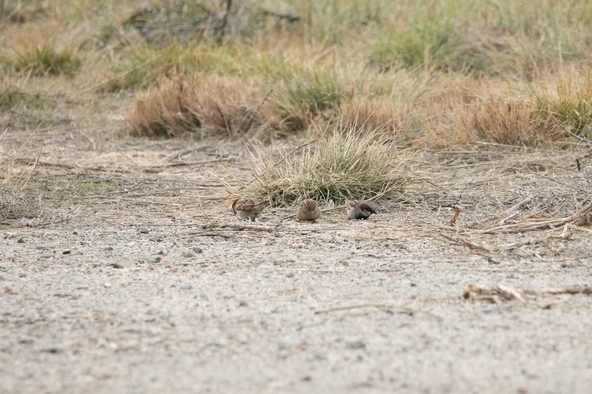 Moineau domestique - ML647110356