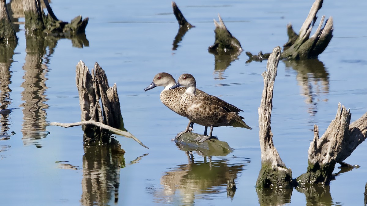 Gray Teal - ML647110359