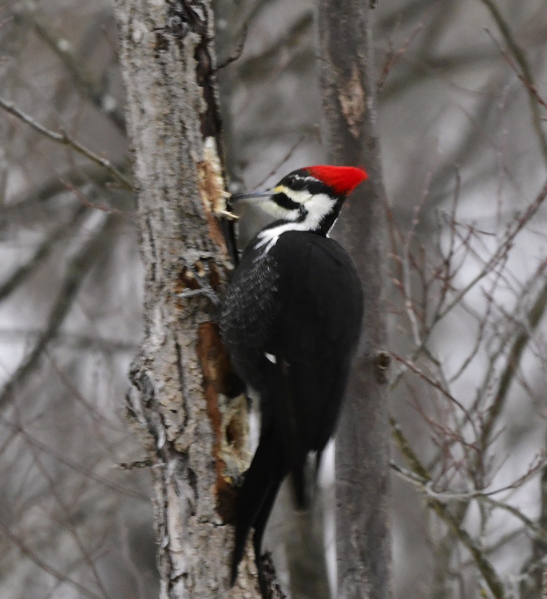 hvitbrynsvartspett - ML647110360