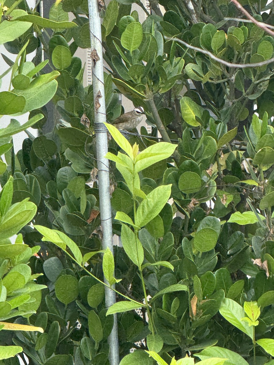 Yellow-vented Bulbul - ML647110371