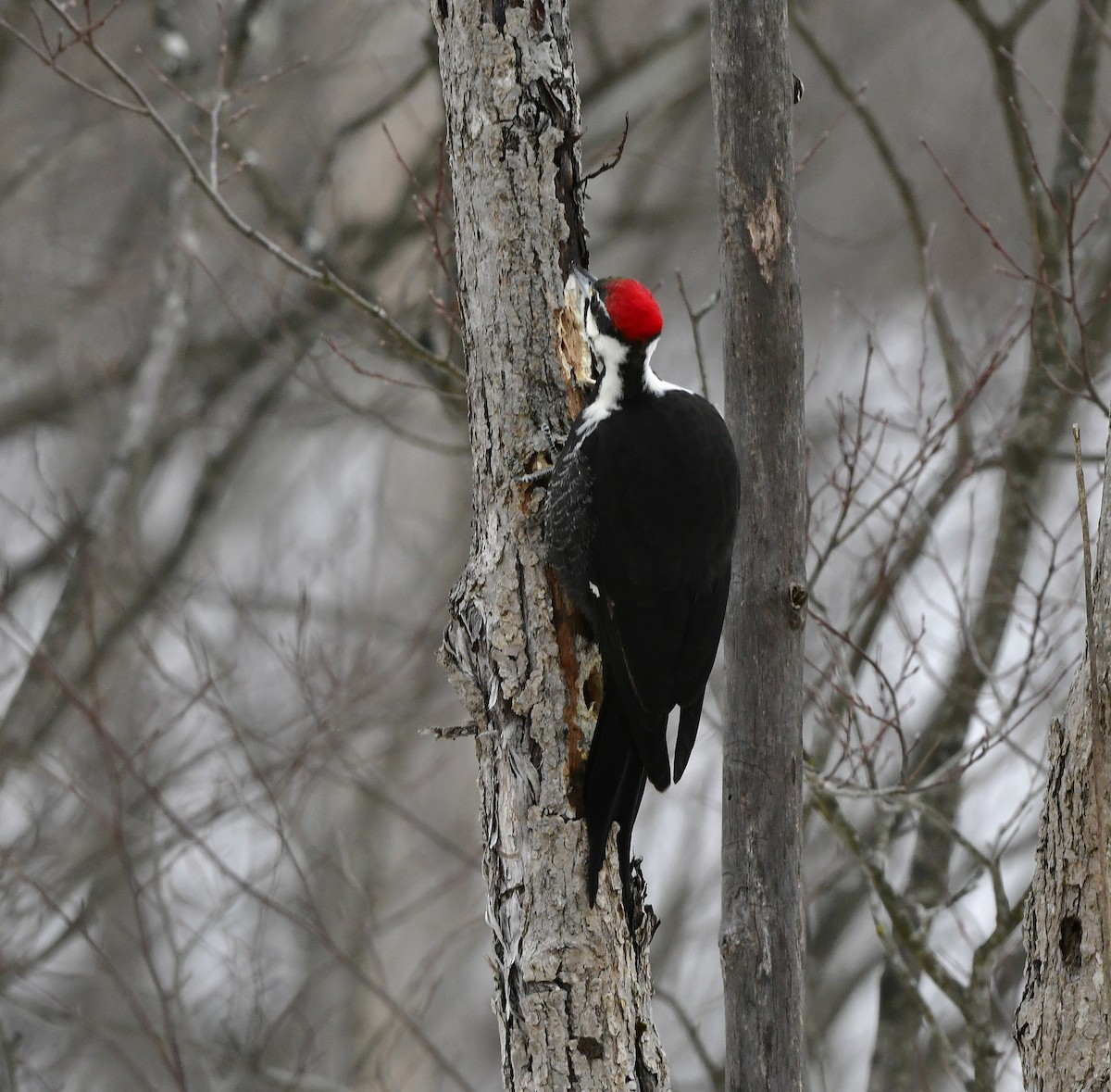 hvitbrynsvartspett - ML647110372