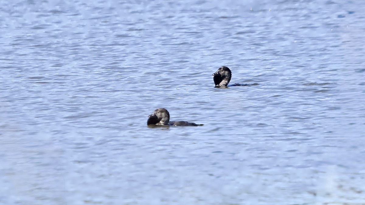 Лопастная утка - ML647110376