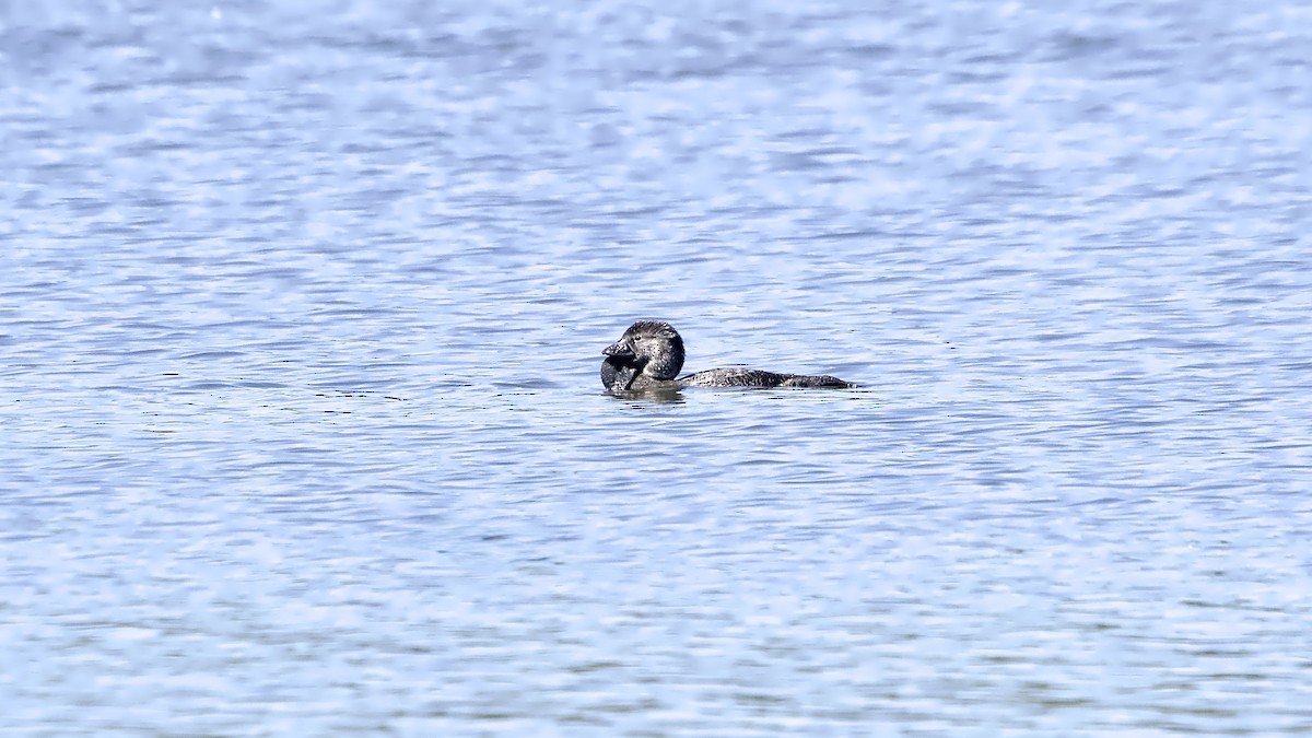 Лопастная утка - ML647110377