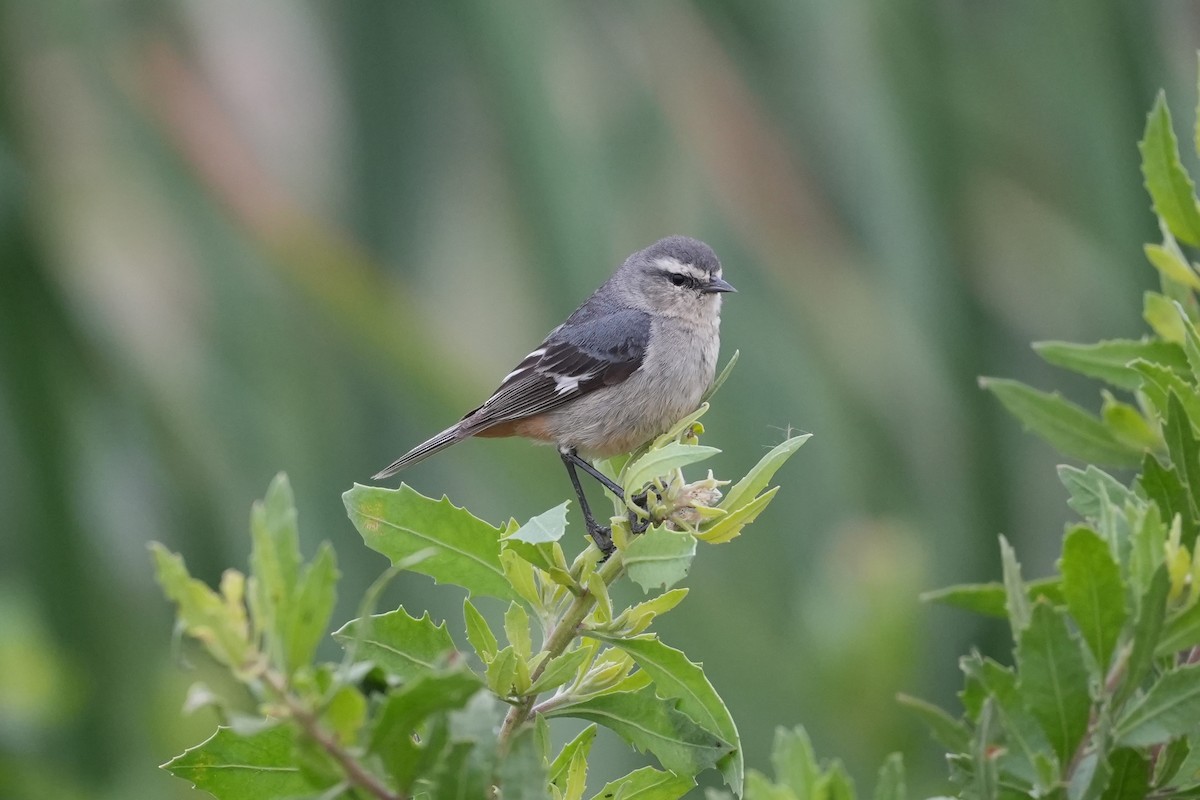 Cinereous Conebill - ML647110378