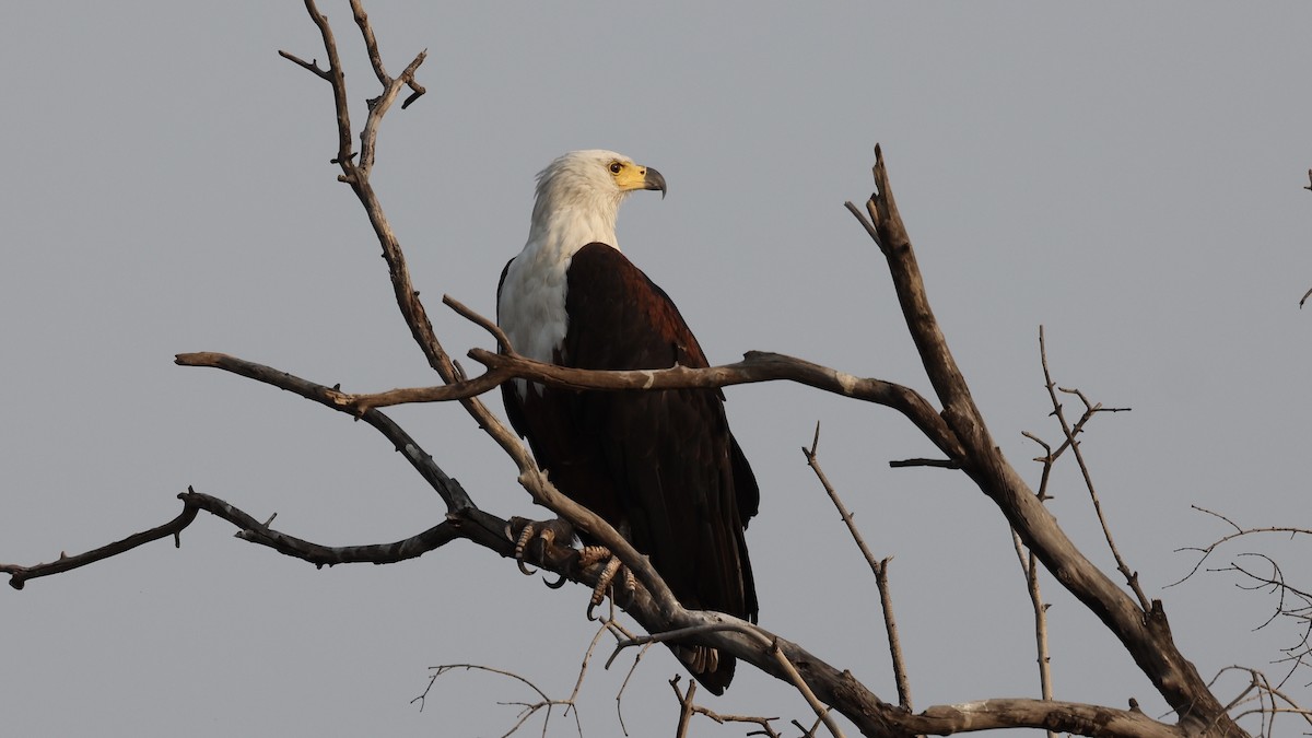 flodørn - ML647110379