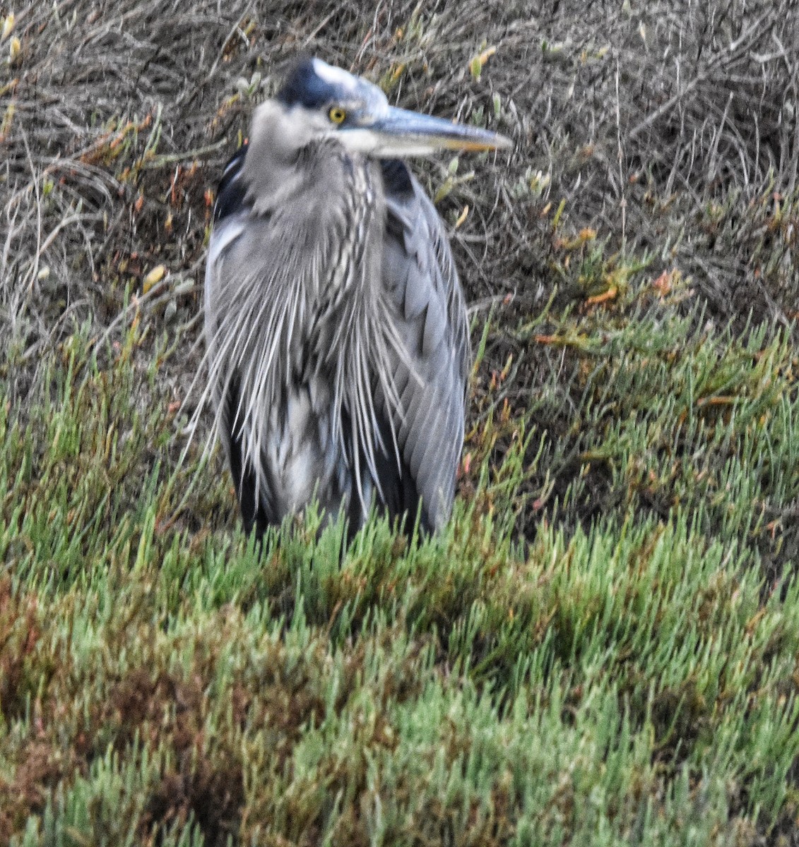 Great Blue Heron - ML647110381