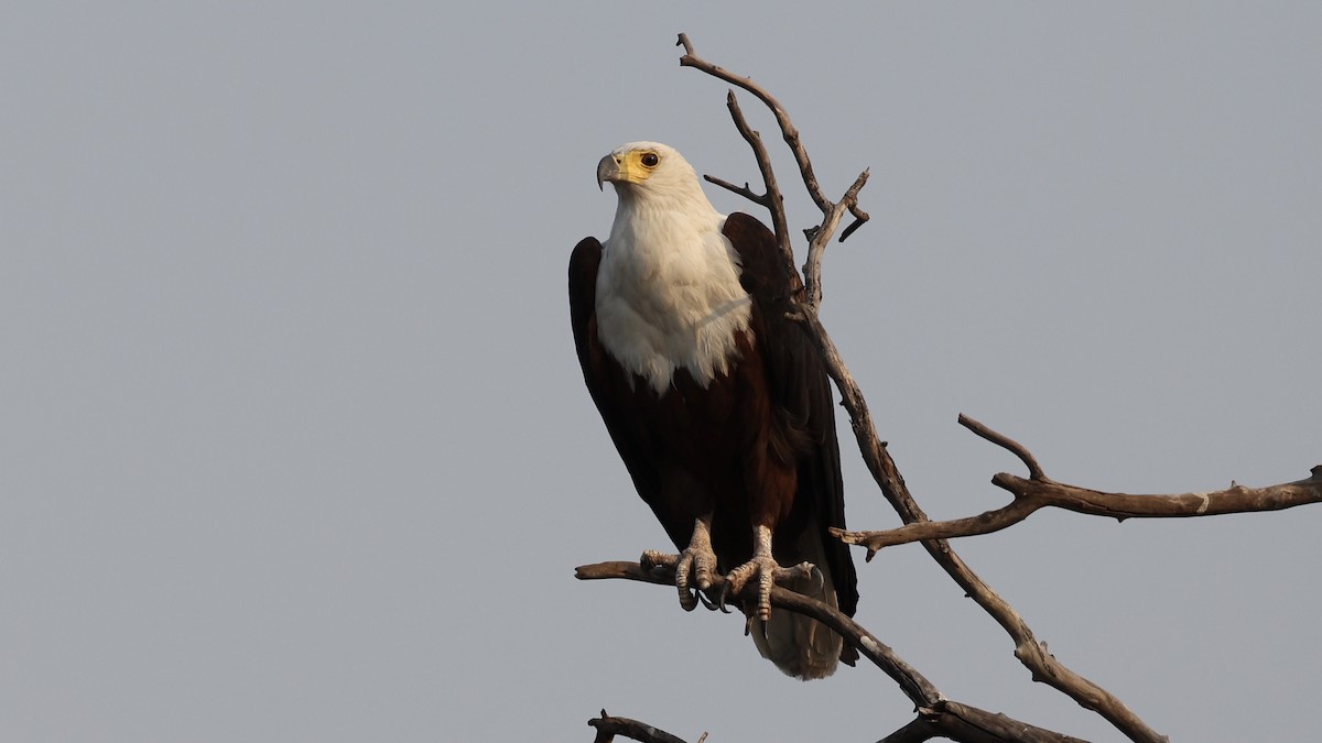 flodørn - ML647110382