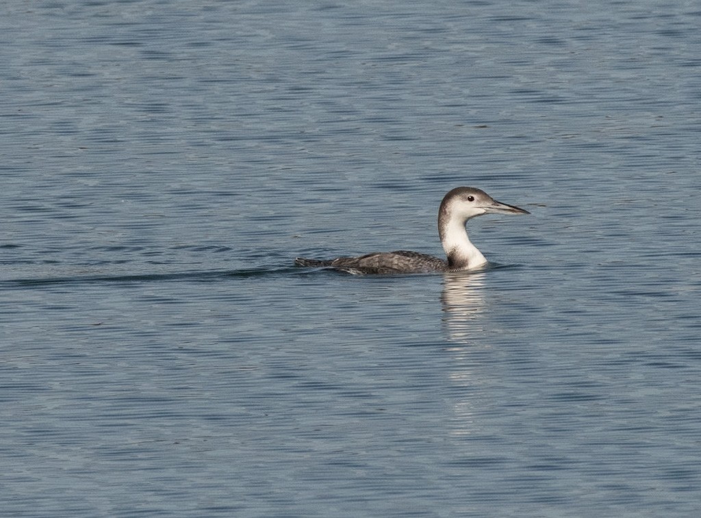Common Loon - ML647110384