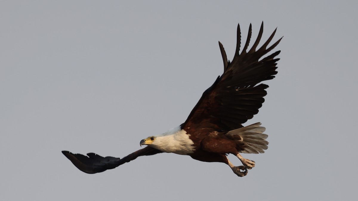 flodørn - ML647110386