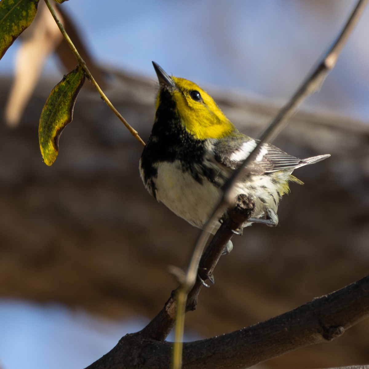 Black-throated Green Warbler - ML647110402