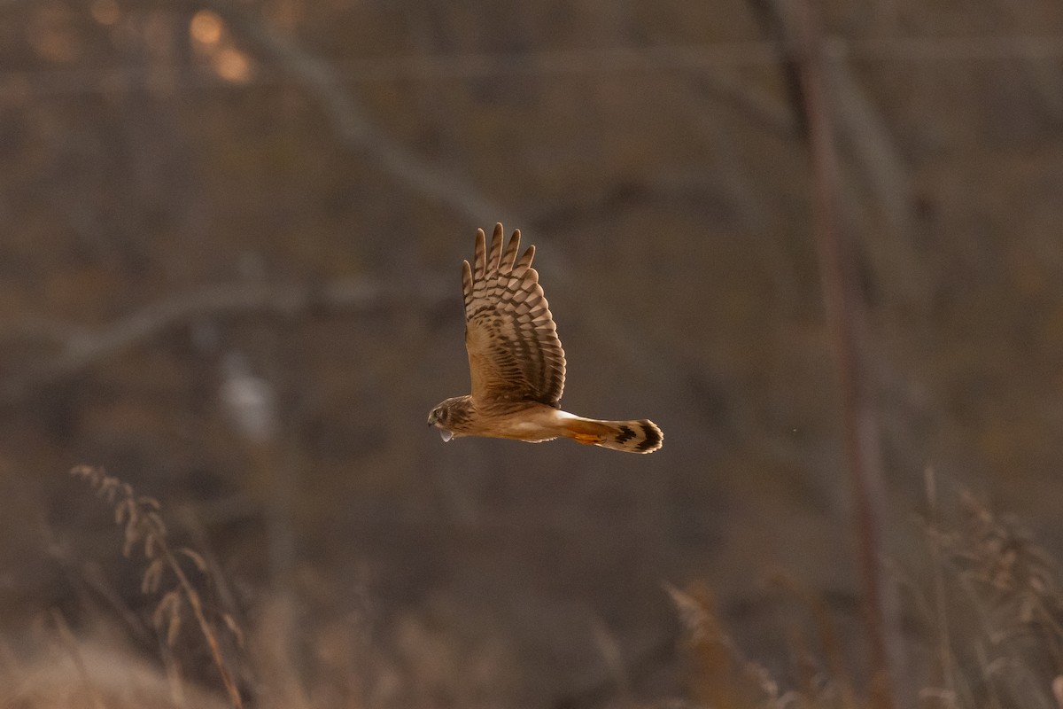 Американский лунь - ML647110406
