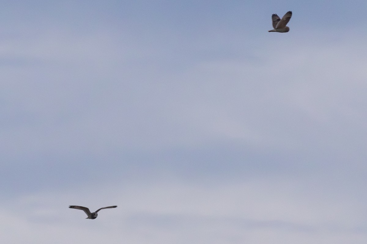 Zingira-hontza - ML647110408