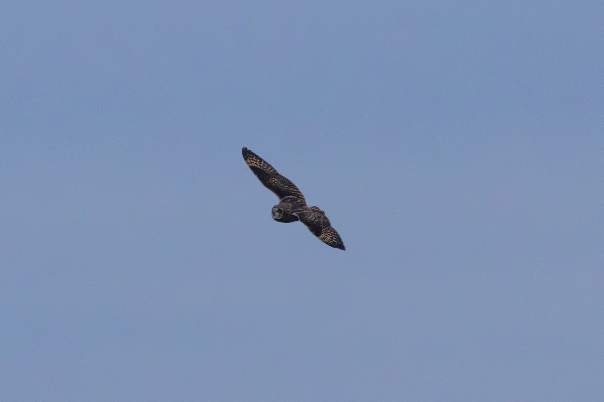 Zingira-hontza - ML647110409