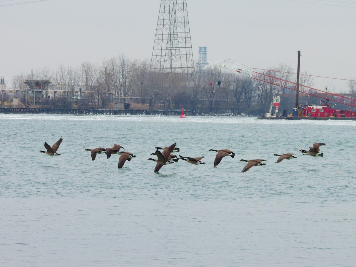 Canada Goose - ML647110411