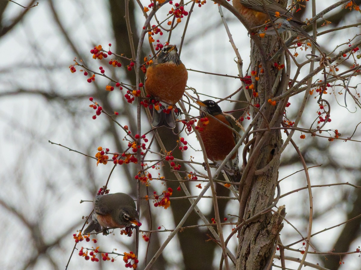 Merle d'Amérique - ML647110418