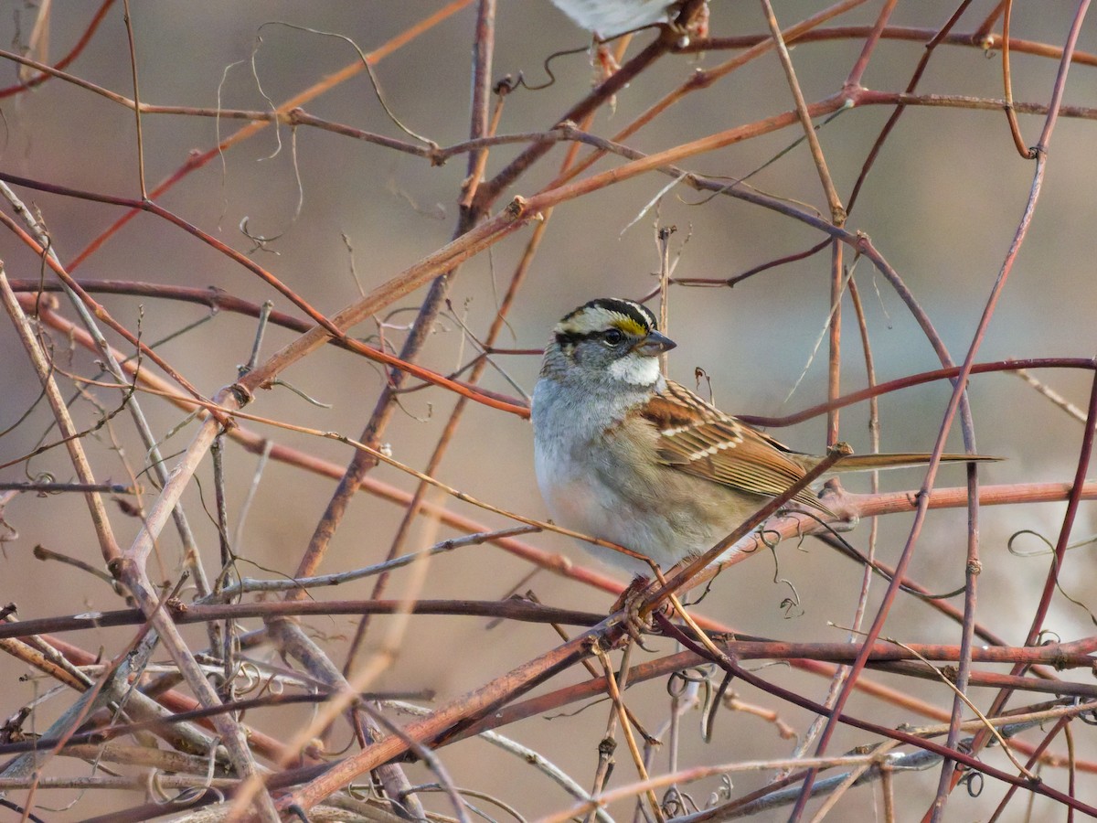 White-throated Sparrow - ML647110421