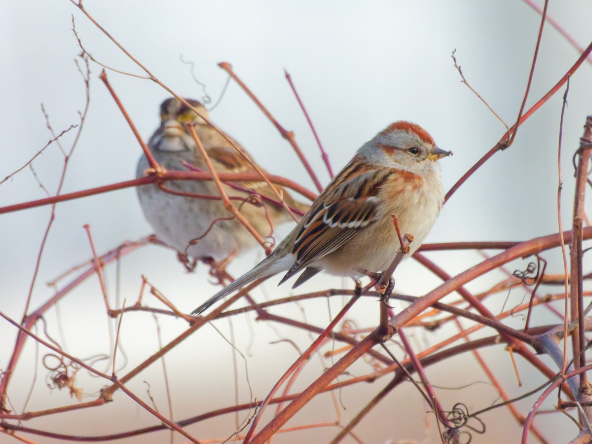 American Tree Sparrow - ML647110425
