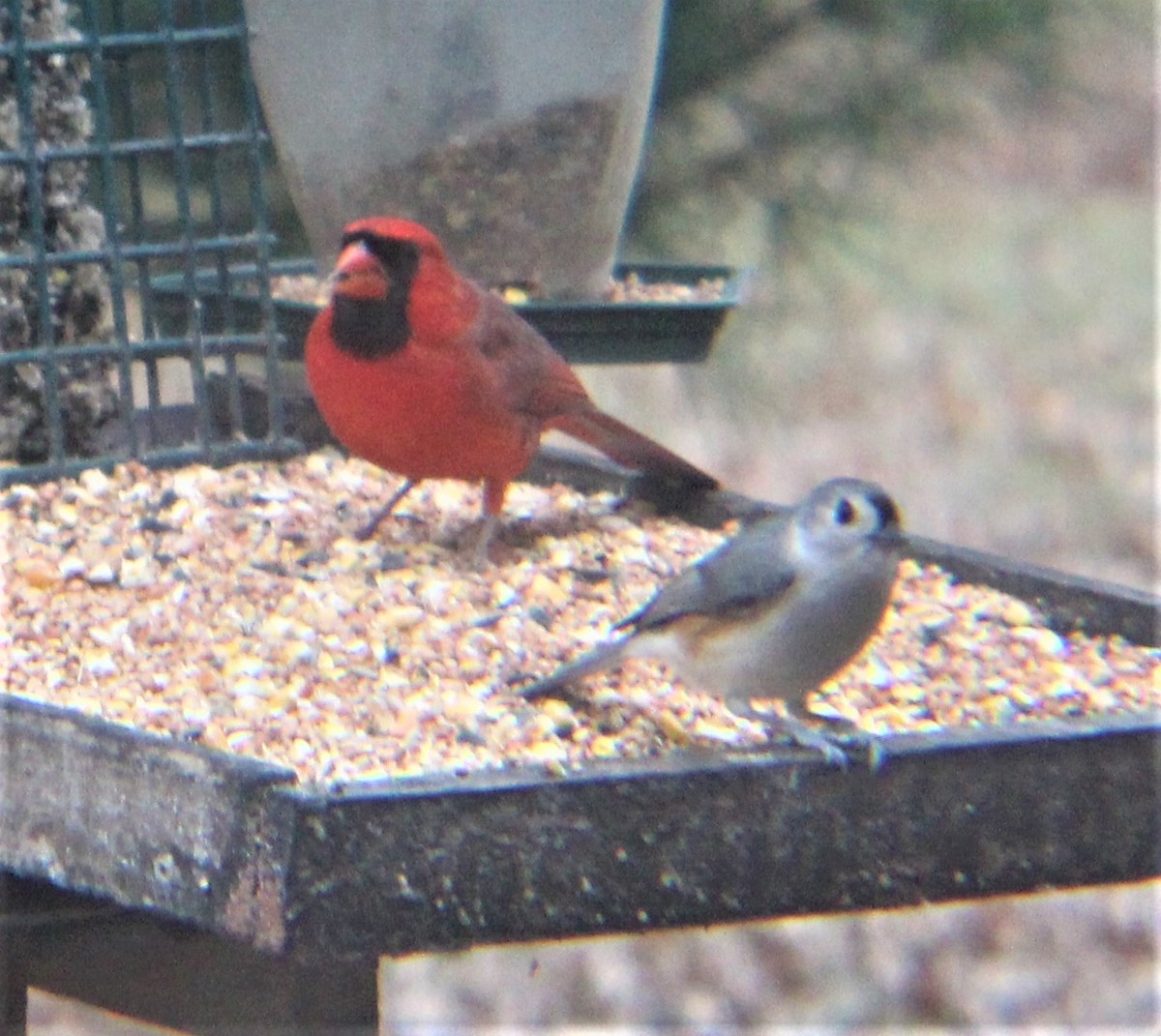 Northern Cardinal - ML647110427