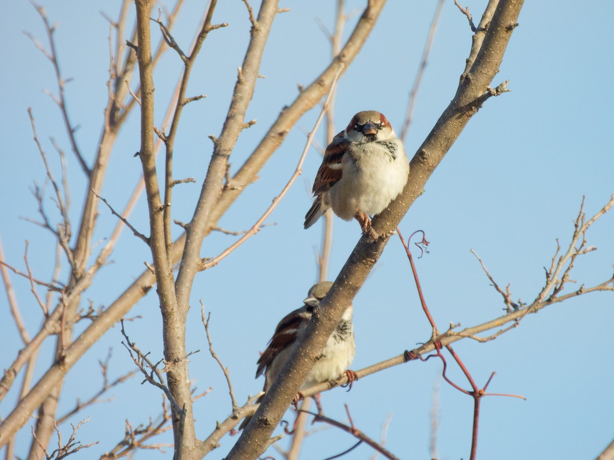 House Sparrow - ML647110429