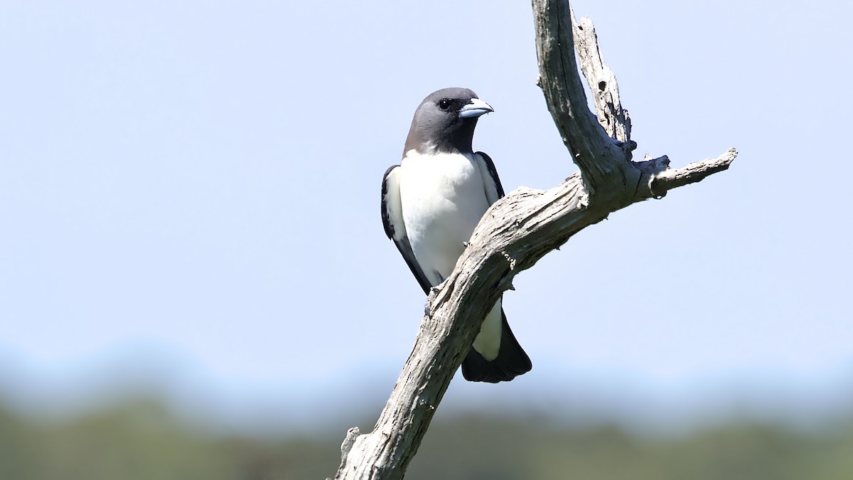 White-breasted Woodswallow - ML647110434