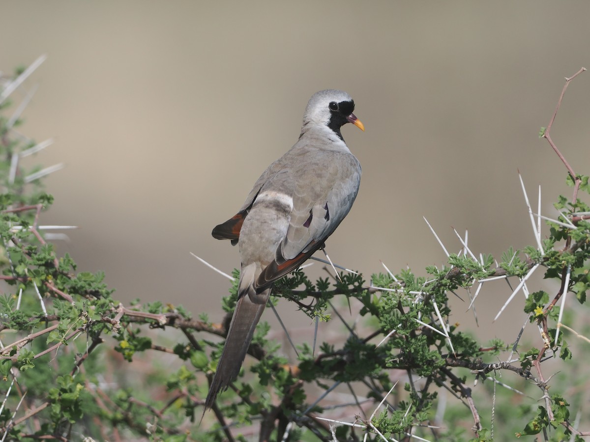 hrdlička kapská - ML647110440