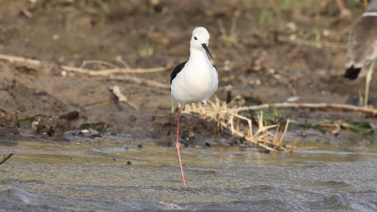 Black-winged Stilt - ML647110443