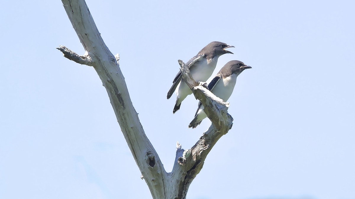 White-breasted Woodswallow - ML647110449
