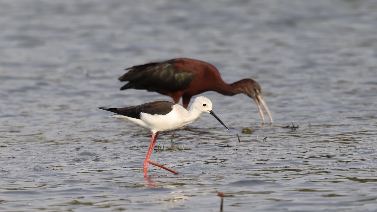 Black-winged Stilt - ML647110454