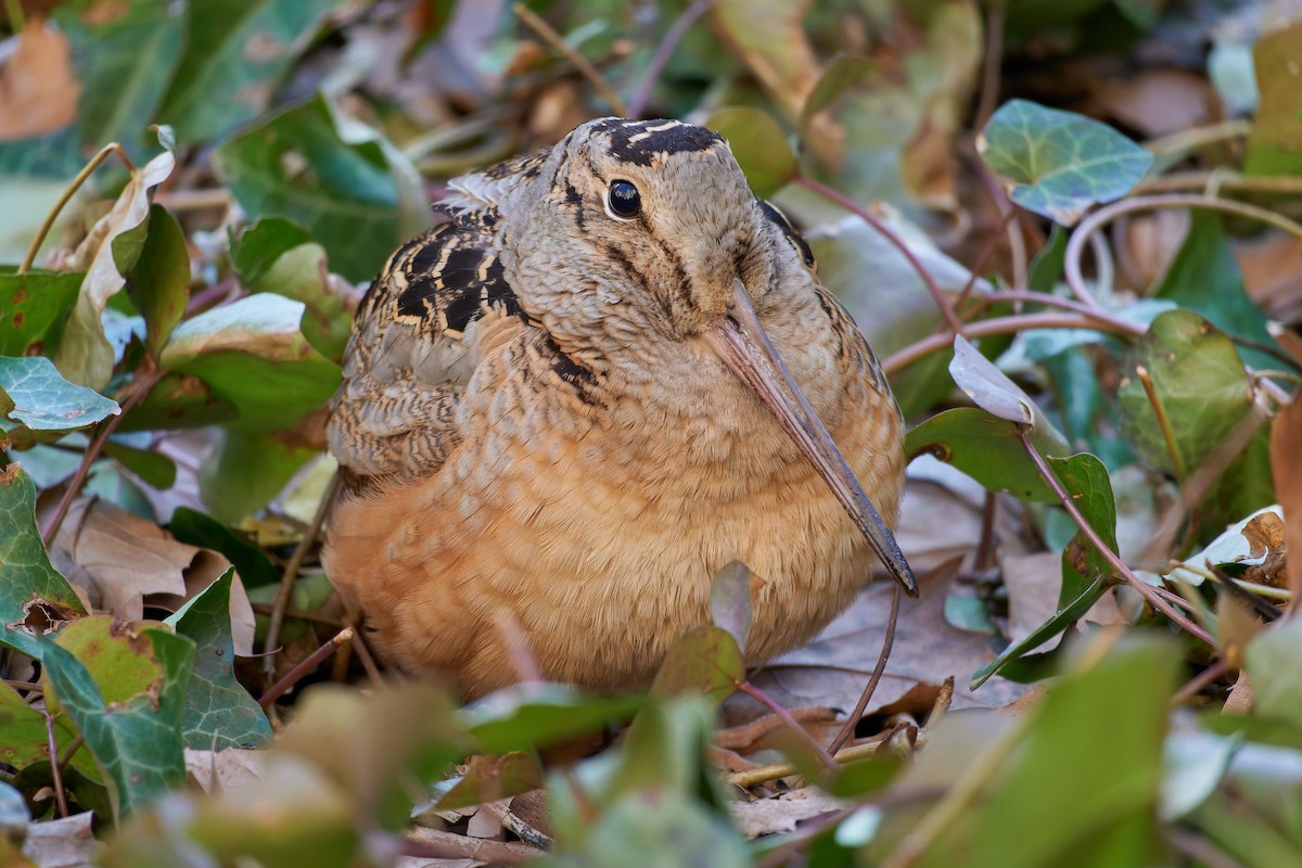 American Woodcock - ML647110462