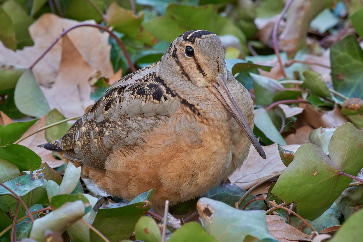 American Woodcock - ML647110465