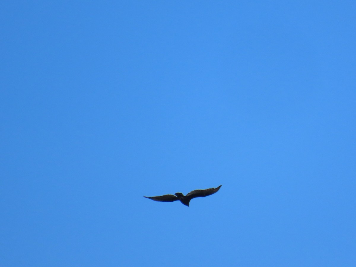 Turkey Vulture - ML647110466