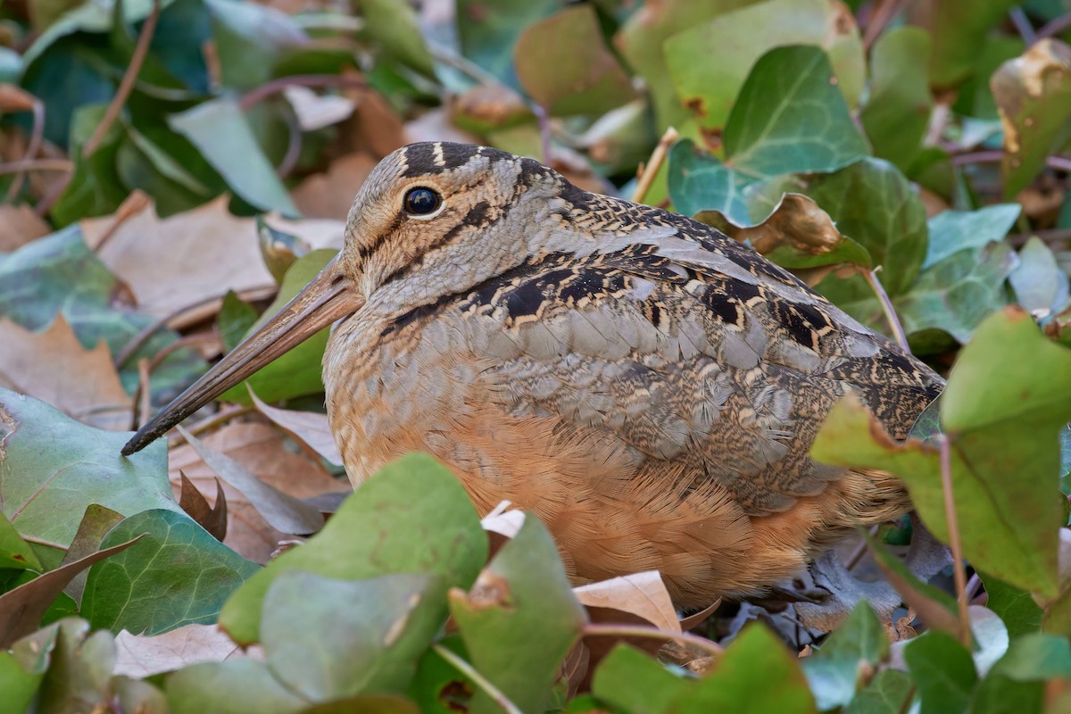 American Woodcock - ML647110469