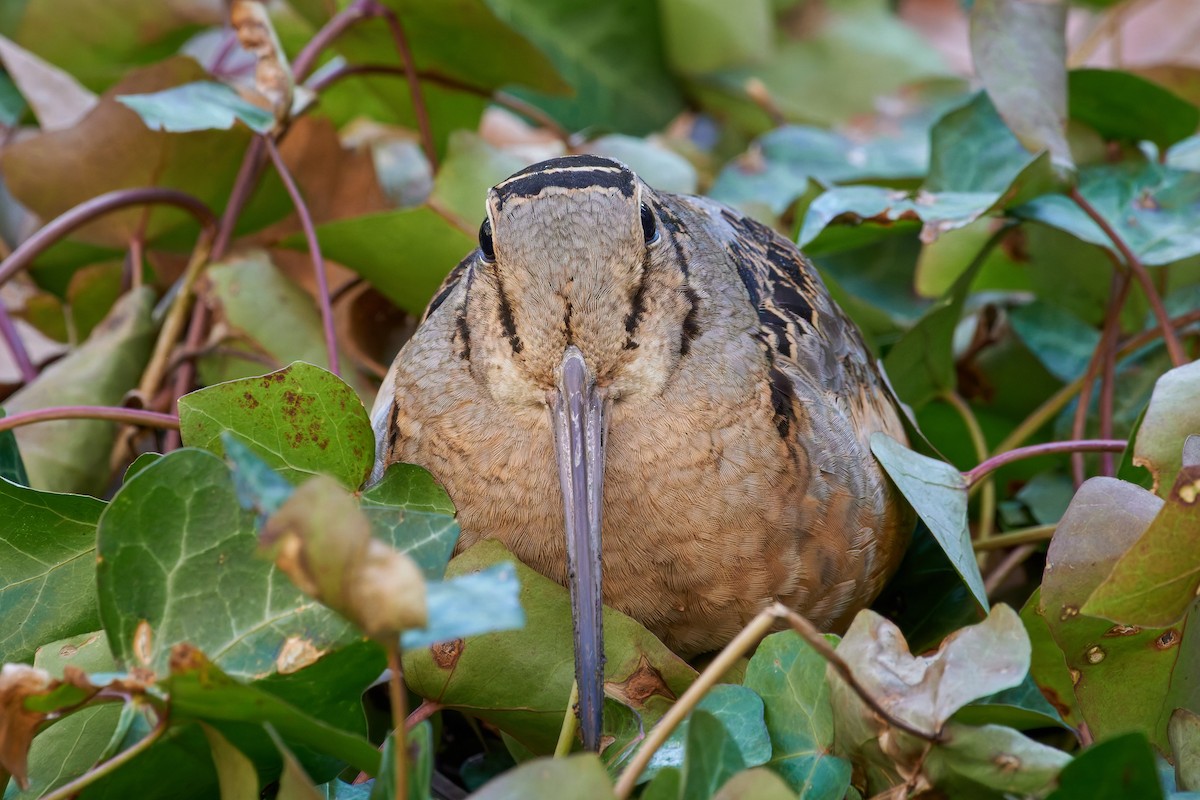 American Woodcock - ML647110471